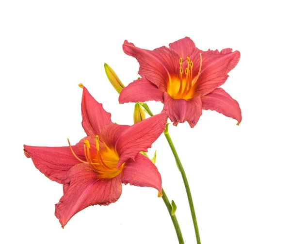 Rosa Hemerocallis Taglilie Auf Weißem Hintergrund — Stockfoto