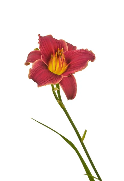 Purple Hemerocallis Daylily Μικρή Μίσι Λευκό Φόντο Απομόνωσης — Φωτογραφία Αρχείου