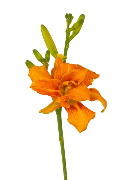 Blossom Orange Double Daylily Hemerocallis Apricot Beauty Fulva Kwanso White — Stock Photo, Image