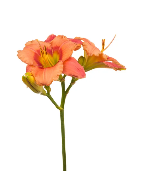 Salmon Colored Daylily Hemerocallis Elegant Candy White Background Isolated — Stock Photo, Image