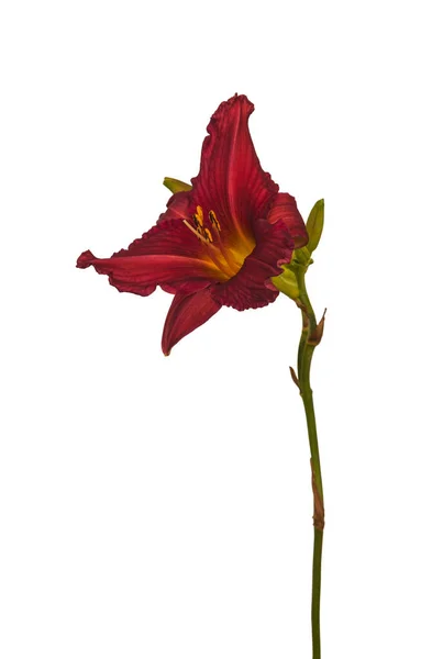 Μαύρο Και Κόκκινο Hemerocallis Daylily Λευκό Φόντο Απομόνωση — Φωτογραφία Αρχείου