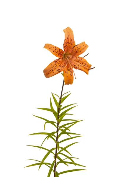 Branch of  orange lilies   Asian hybrids with   blossoming flower  on a white background isolated