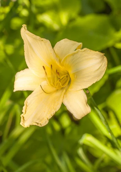 大丽花 Hemerocallis 的背景模糊不清 — 图库照片