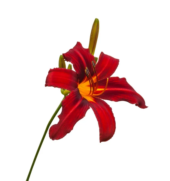 Rote Hemerocallis Spinne Crimson Pirate Auf Weißem Hintergrund — Stockfoto