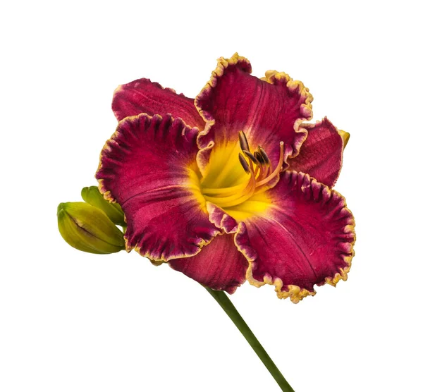 Μωβ Daylily Hemerocallis David Kirchhoff Κυματοειδές Κίτρινο Περίγραμμα Λευκό Φόντο — Φωτογραφία Αρχείου