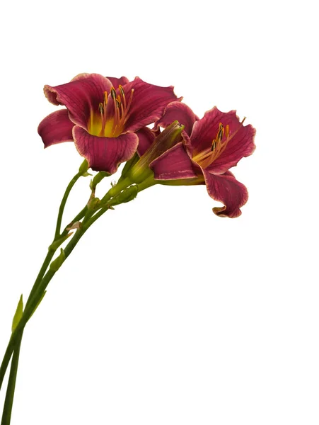 Purple Hemerocallis Daylily Μικρή Μίσι Λευκό Φόντο Απομόνωσης — Φωτογραφία Αρχείου