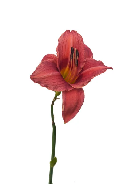 Pink Daylily Hemerocallis White Background Isolated — 图库照片