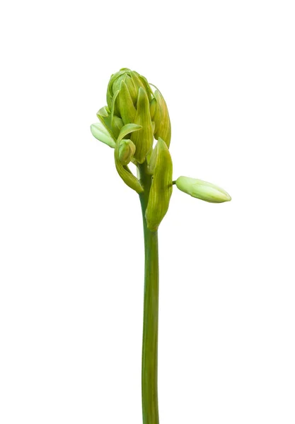 Kwiat Urozmaiconej Lilii Ananasowej Eucomis Białym Tle Izolowane — Zdjęcie stockowe