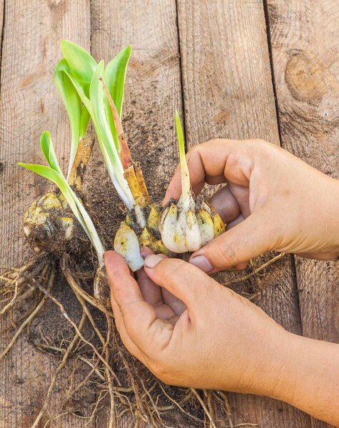 Female hands disconnect the socket of bulbs Lilium candidum