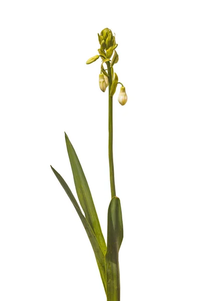 Blume Der Bunten Ananaslilie Eucomis Auf Weißem Hintergrund Isoliert — Stockfoto