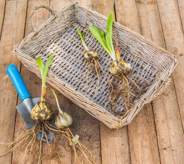 バスケットの白いユリ球根またはリリウム候補のグループと植える前に木製の背景の庭のシャベル — ストック写真