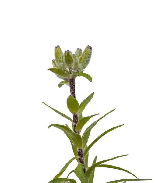 Stem Lilies Asian Hybrids Buds White Background Isolated — Stock Photo, Image