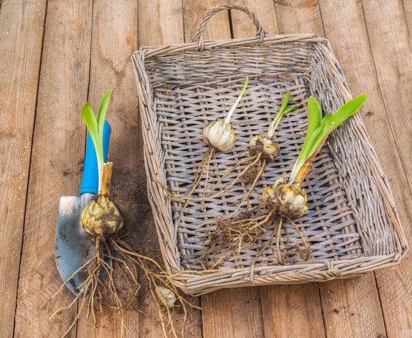バスケットの白いユリ球根またはリリウム候補のグループと植える前に木製の背景の庭のシャベル — ストック写真