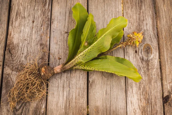 Bloem Van Bonte Ananaslelie Eucomis Aan Het Einde Van Het — Stockfoto