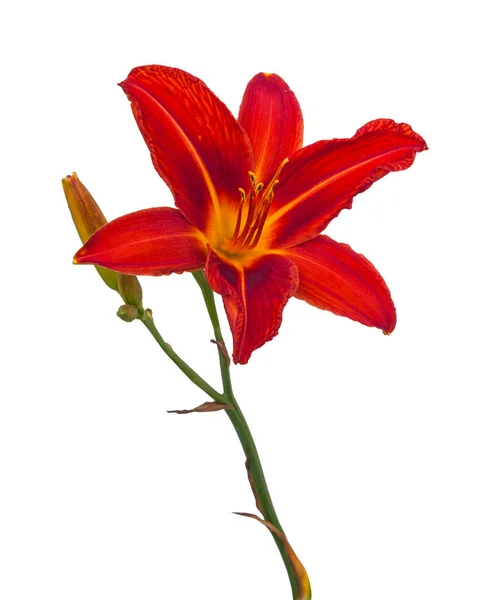 Blooming Flower Hemerocallis Day Lily Crimson Pirate White Background Isolation — Stock Photo, Image