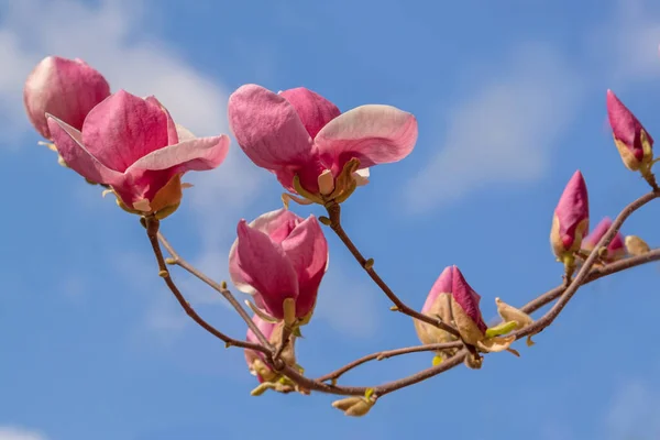 Blommande Gren Magnolia Magnolia Soulangeana Mot Den Blå Himlen Solig — Stockfoto