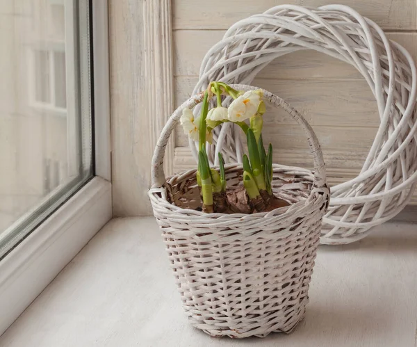 White Double Daffodils Basket Window — Stock Photo, Image