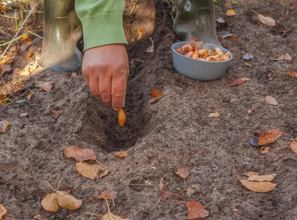 Zima Jesień Sadzenie Małych Cebuli Cebuli Sortować Delphinium Łóżko Ogrodnictwa — Zdjęcie stockowe