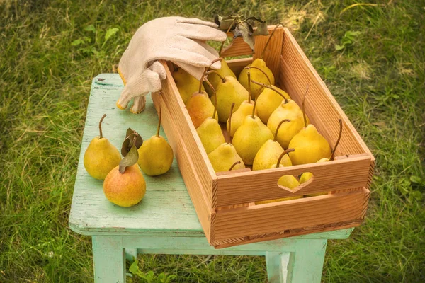 Cosecha Pera Una Caja Taburete Jardín — Foto de Stock