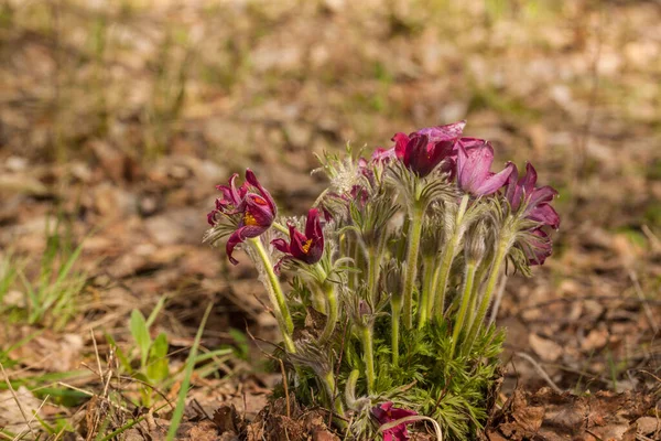 Ein Bündel Blühender Schöner Lila Pulsatilla Patens Frühlingswald — Stockfoto