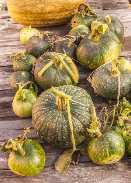 Cosecha Calabazas Grado Vitaminas Mesa Madera Vista Desde Arriba — Foto de Stock