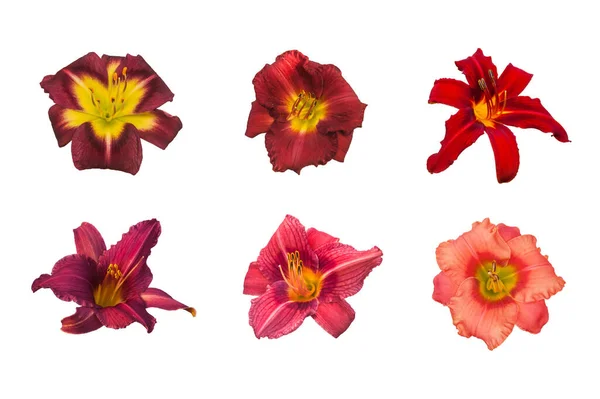 Set Daylily Flowers Red Shades White Background Isolated — Stock Photo, Image