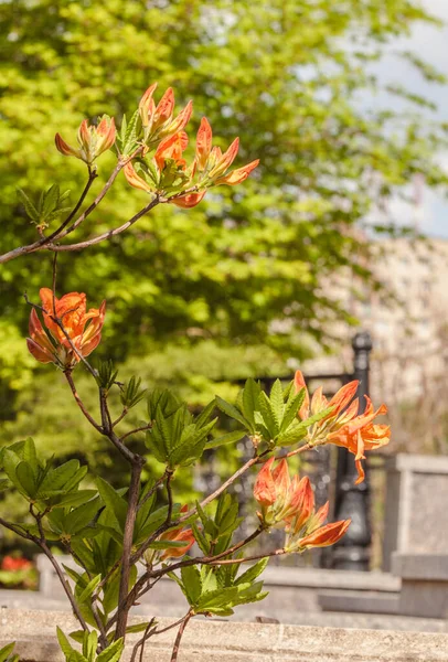 Parkta Bulanık Bir Arkaplan Üzerinde Rododendron Portakalı Tomurcukları — Stok fotoğraf