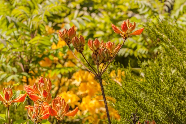 Knoppar Rhododendron Orange Suddig Bakgrund Parken — Stockfoto