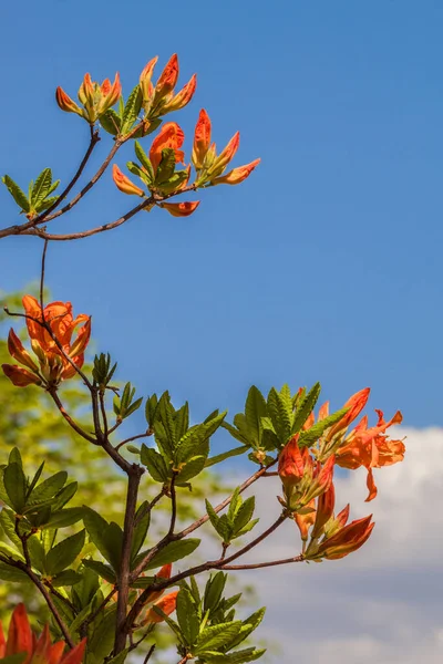 Filial Med Knoppar Rhododendron Azaleor Orange Bakgrunden Himlen Med Solig — Stockfoto