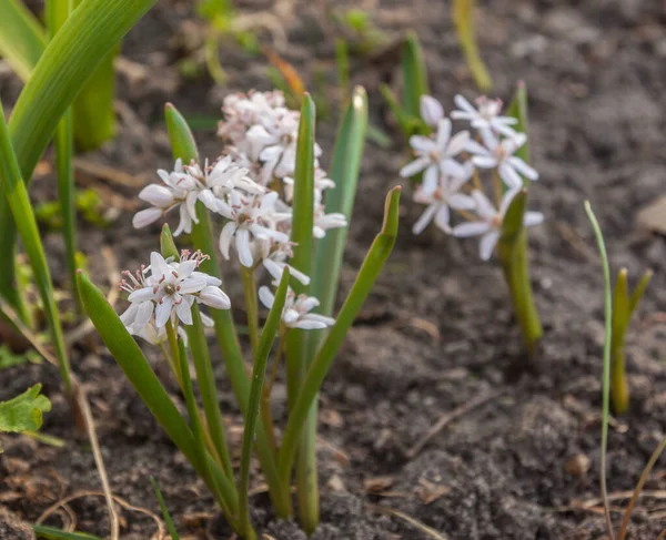 Ανθισμένη Scilla Mischtschenkoana Scylla Siberian Λευκή Μορφή Στις Αρχές Της — Φωτογραφία Αρχείου