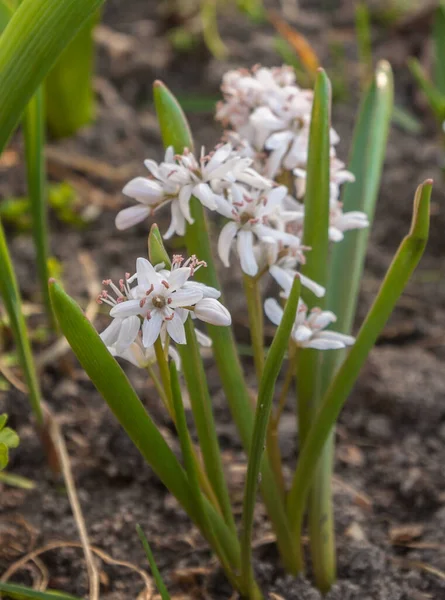Blühende Scilla Mischtschenkoana Oder Skylla Sibirische Weiße Form Zeitigen Frühling — Stockfoto