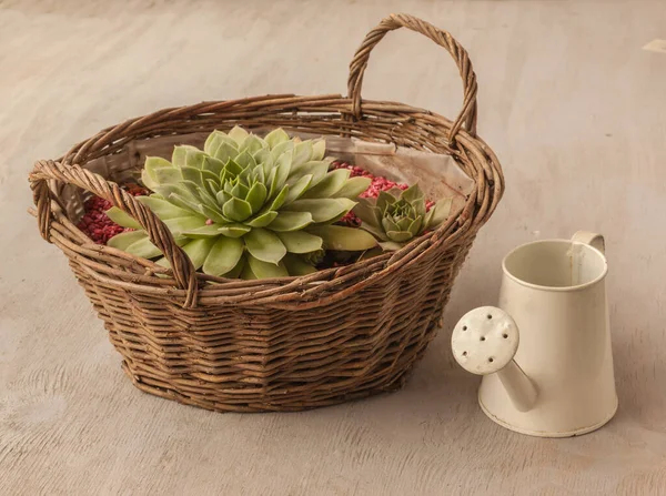 Rosette Sempervivum Dans Panier Arrosoir Sur Une Table Grise — Photo