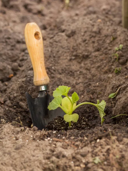 Planting Seedlings Pumpkin Melon Pumpkin Zucchini Cucumber Garden — Stock Photo, Image