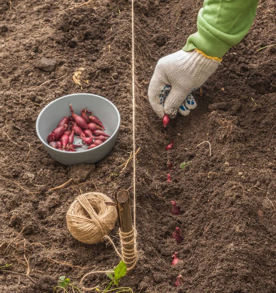 Man Hand Planting Onions Red Baron Garden Autumn — Stock Photo, Image