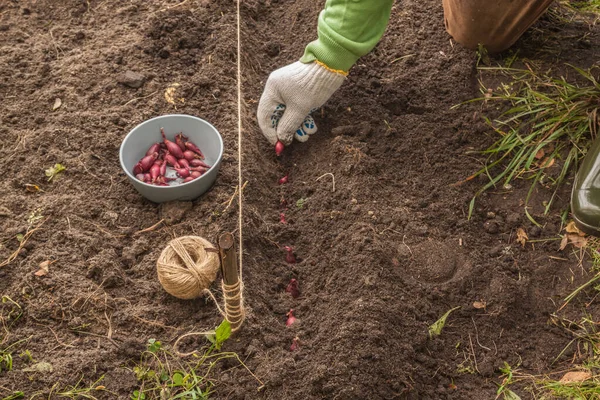 Man Hand Planting Onions Red Baron Garden Autumn — Stock Photo, Image