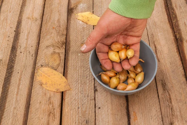 冬の播種のための玉ねぎとボウルの背景に小さな黄色のタマネギ ゴリアト 玉ねぎを保持手 — ストック写真