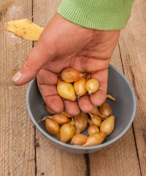 Hand Houden Van Een Kleine Gele Goliat Uien Achtergrond Van — Stockfoto