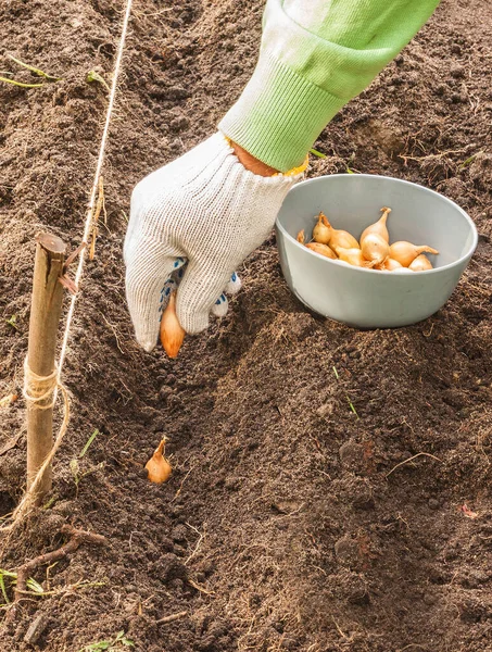 Mão Homem Plantando Mudas Cebola Goliat Jardim Outono — Fotografia de Stock