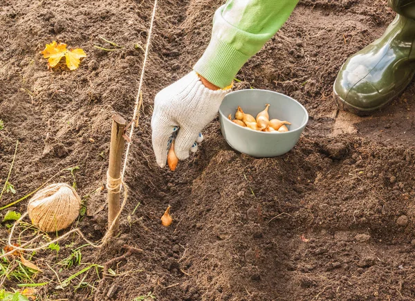 Mans Hand Planterar Lök Fröplanta Goliat Trädgården Hösten — Stockfoto