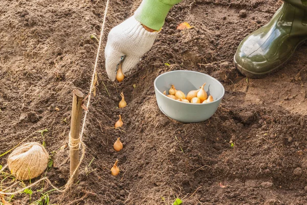 秋に庭にタマネギの苗 ゴリアト を植える男の手 — ストック写真