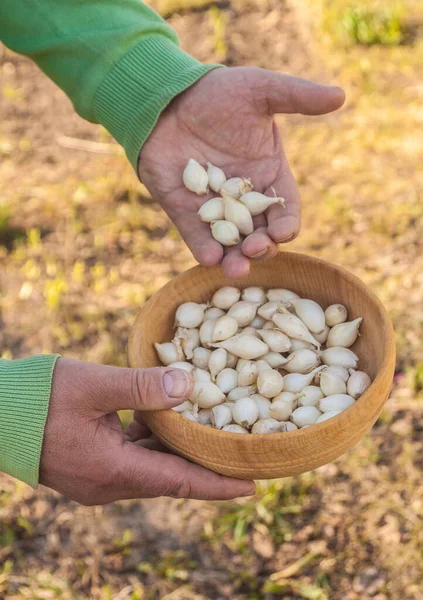 Bauernhände Halten Kleine Weiße Zwiebeln Vor Der Pflanzung — Stockfoto