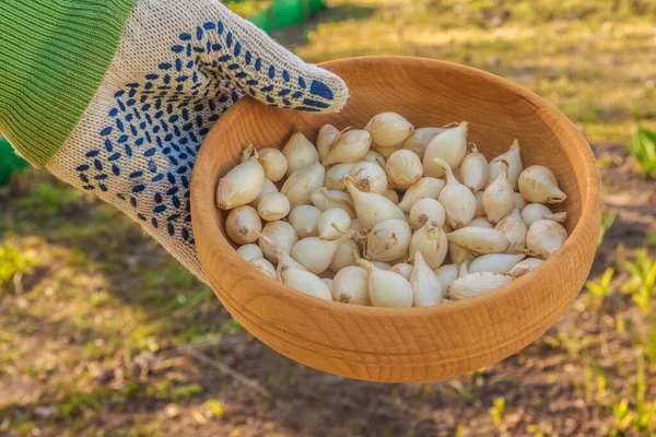 Mãos Fazendeiro Segurar Pequenas Cebolas Brancas Antes Plantar — Fotografia de Stock