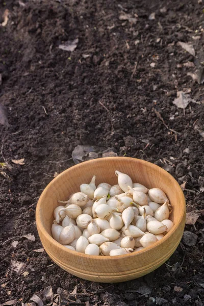 Pequenos Bulbos Cebola Branca Uma Tigela Madeira Antes Plantar Jardim — Fotografia de Stock