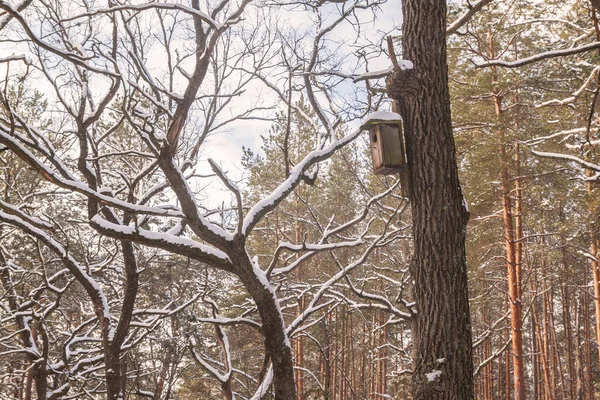 Fågelhus Ett Träd Snöig Skog Vintern — Stockfoto