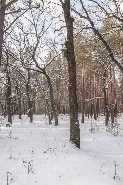 Fågelhus Ett Träd Snöig Skog Vintern — Stockfoto