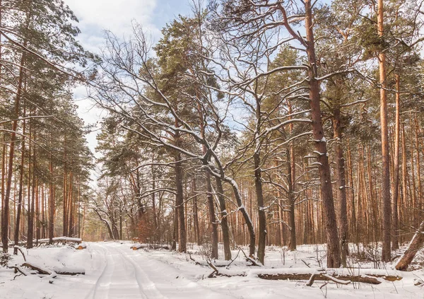 Snöig Väg Genom Tallskog Vintern — Stockfoto