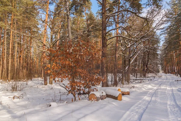 Snöig Väg Genom Tallskog Vintern — Stockfoto
