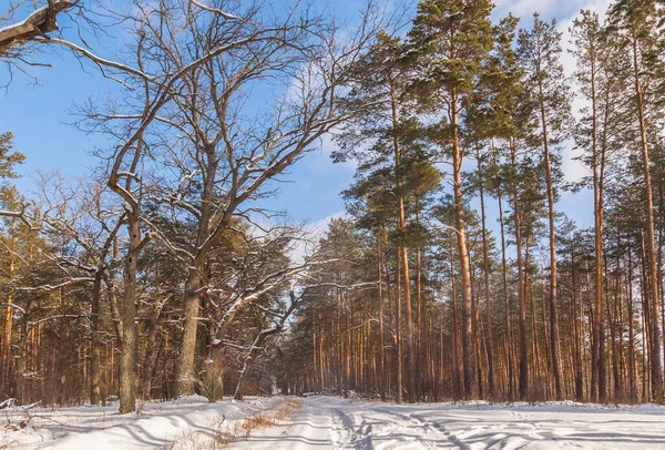 Snöig Väg Genom Tallskog Vintern — Stockfoto