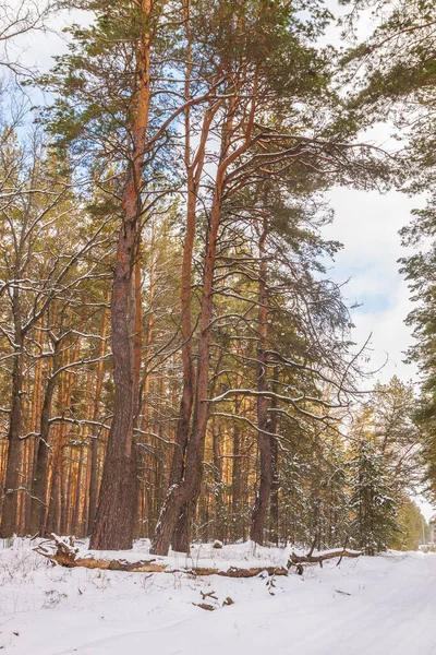 Snöig Väg Genom Tallskog Vintern — Stockfoto