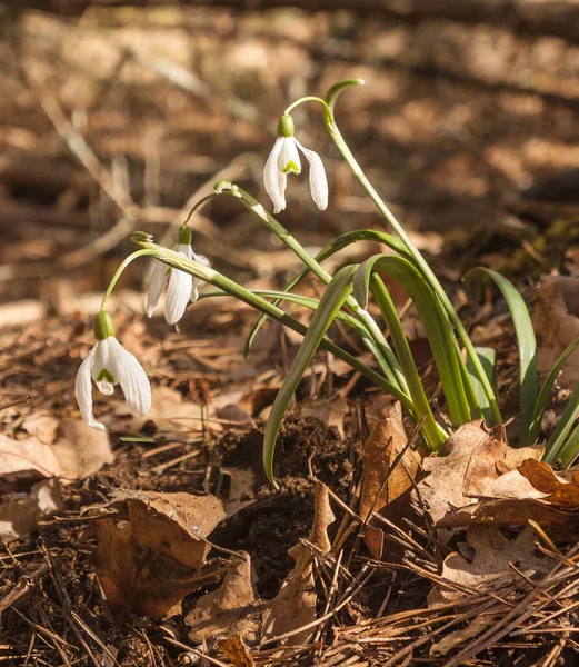 春の森の中の白いガランサス — ストック写真